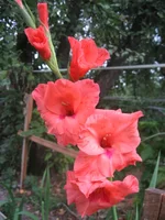 IMG_4297.webp