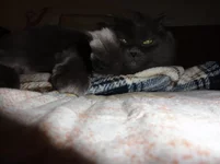 y_520f84aa.webp