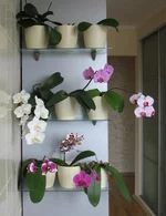 _ХФ.webp