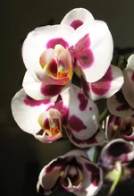 _3_ХФ.webp