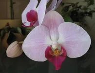 _3_ХФ.webp