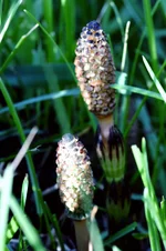 PAP_0906a.jpg