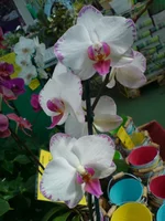 DSC02801.webp