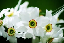 PAP_0954.webp