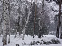 Park.webp