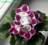 optimara millenia.webp