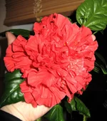 hibiskus.webp