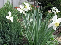 .webp