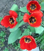 tulips.webp