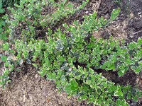  форчуна.webp