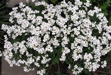 .webp