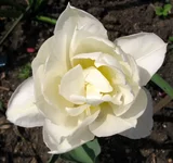 tulip_white1.webp