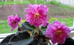 -Богиня красоты.webp