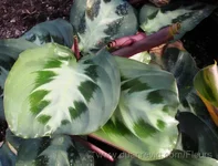 Maranta%20bicolor.webp