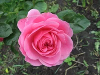  258.webp