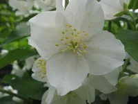  261.webp