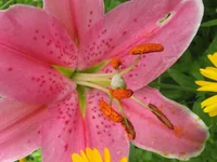  452.webp