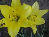  477.webp