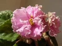  величество 2.webp