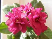  бой быков 1.webp