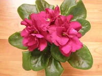  бой быков 2.webp