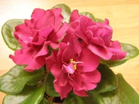  бой быков 3.webp