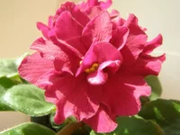  бой быков.webp