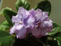  голубоглазая россия.webp