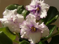  снежный барс.webp