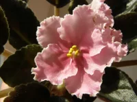  персиковое сияние 2.webp