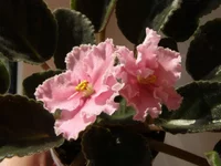  персиковое сияние.webp