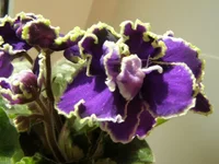  прекрасная креолка 2.webp