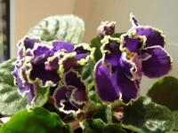  прекрасная креолка.webp