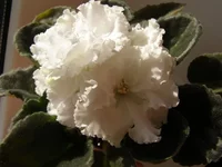  избранная (2).webp