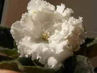  избранная 3.webp