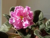  богиня красоты.webp