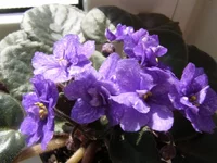 Rainbows Quiet Riot.webp