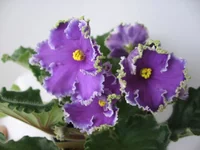 Emerald Lace_0490.webp