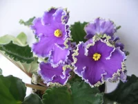 Emerald Lace_0491.webp