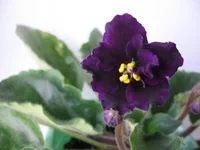 Lyon’s Plum Pudding_0494.webp