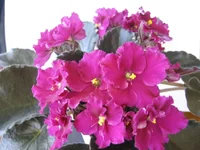 Rebels Faits_0505.webp