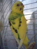 009.webp