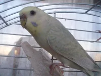  011.webp