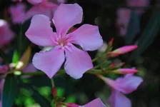 _5.webp