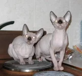 PICT1089999.webp