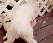 giphy.gif