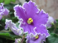 Guellph's Christmas _0544.webp