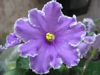 Guellph's Christmas _0545.webp