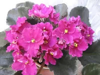 Rebels Faits_0540.webp