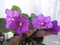 Royal Viking _0532.webp